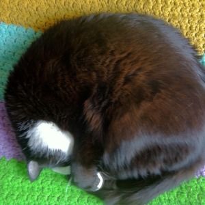 Meet your Posher, Donna